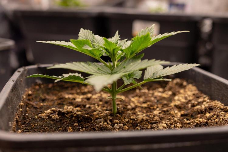 White Widow 🕷️ F1 Auto - Xamnesia x B&B. Week 2 - White Widow F1 Hybrid Automatic