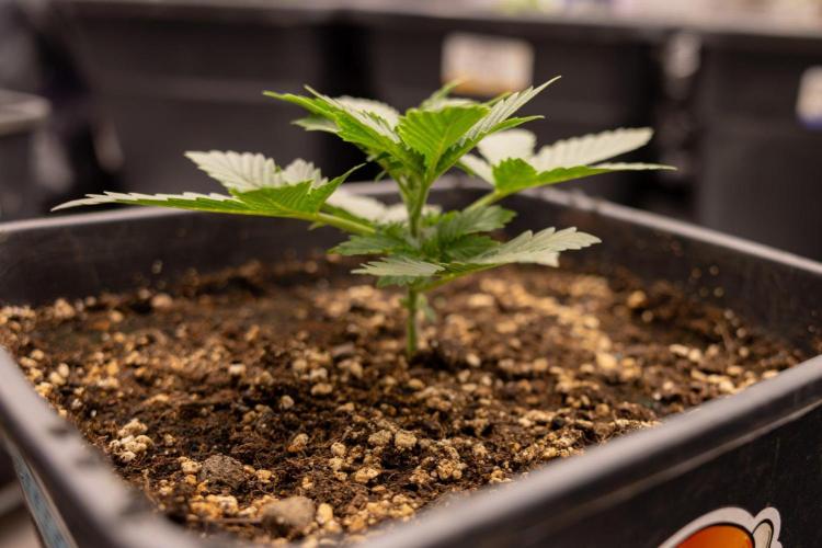White Widow 🕷️ F1 Auto - Xamnesia x B&B. Week 2 - White Widow F1 Hybrid Automatic