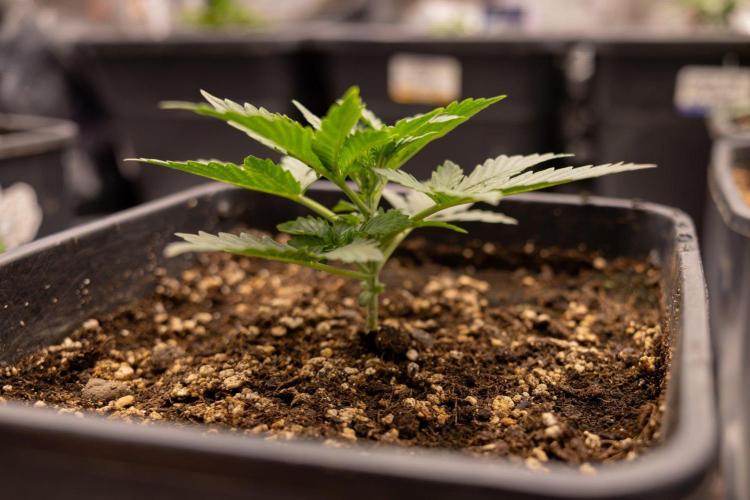 White Widow 🕷️ F1 Auto - Xamnesia x B&B. Week 2 - White Widow F1 Hybrid Automatic