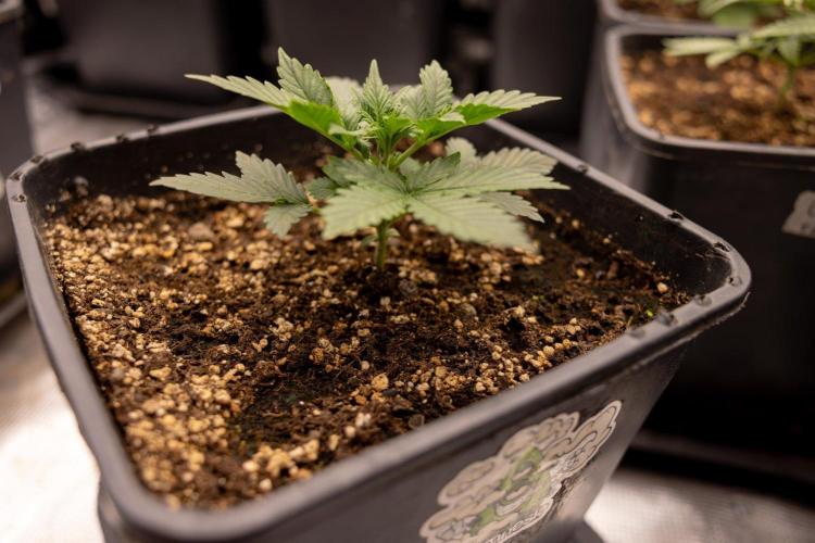 White Widow 🕷️ F1 Auto - Xamnesia x B&B. Week 2 - White Widow F1 Hybrid Automatic