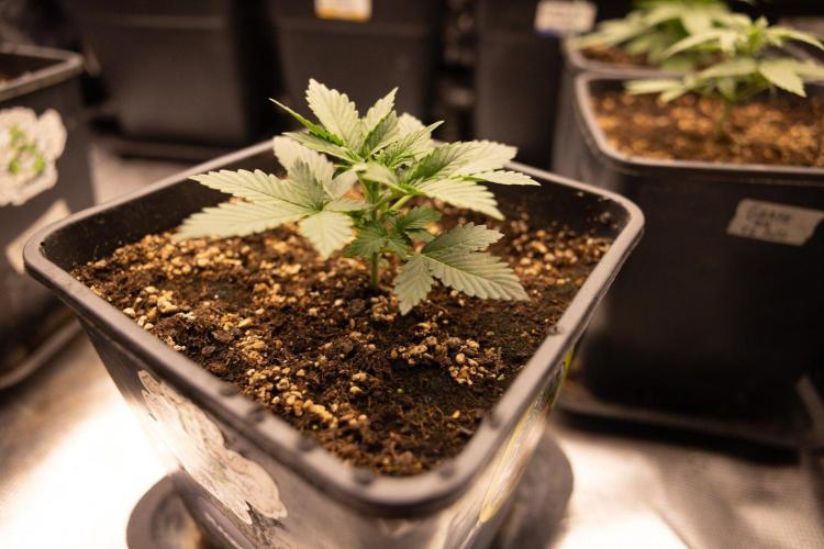 White Widow 🕷️ F1 Auto - Xamnesia x B&B. Week 2 - White Widow F1 Hybrid Automatic