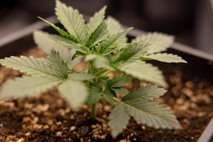 White Widow 🕷️ F1 Auto - Xamnesia x B&B. Week 2 - White Widow F1 Hybrid Automatic