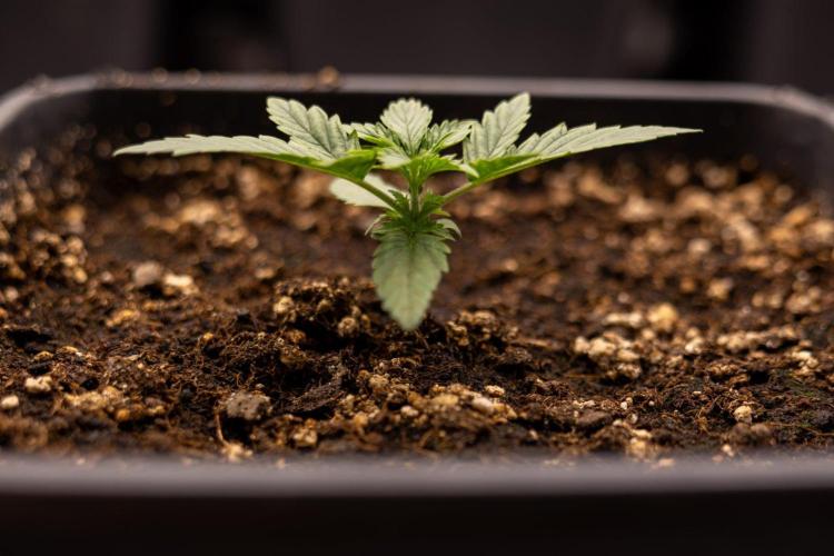 LSD 🌈⃤— F1 Auto - Zamnesia x B&B. Week 2 - LSD F1 Hybrid AUtomatic