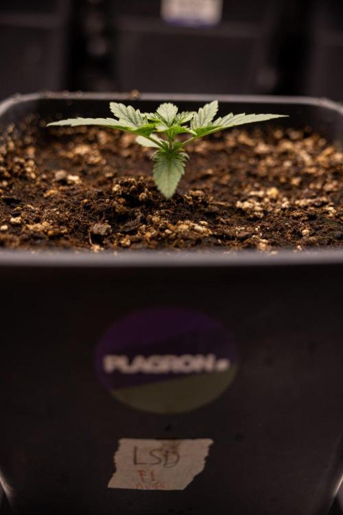 LSD 🌈⃤— F1 Auto - Zamnesia x B&B. Week 2 - LSD F1 Hybrid AUtomatic