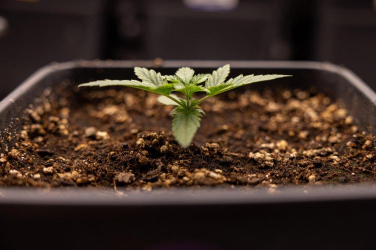 LSD 🌈⃤— F1 Auto - Zamnesia x B&B. Week 2 - LSD F1 Hybrid AUtomatic