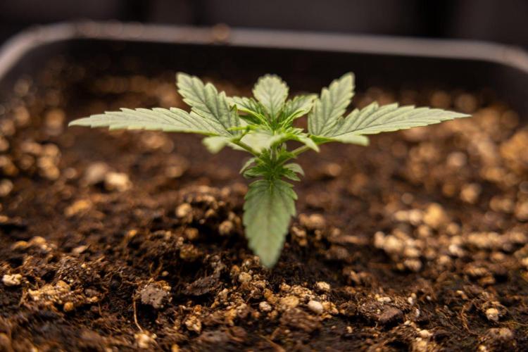 LSD 🌈⃤— F1 Auto - Zamnesia x B&B. Week 2 - LSD F1 Hybrid AUtomatic