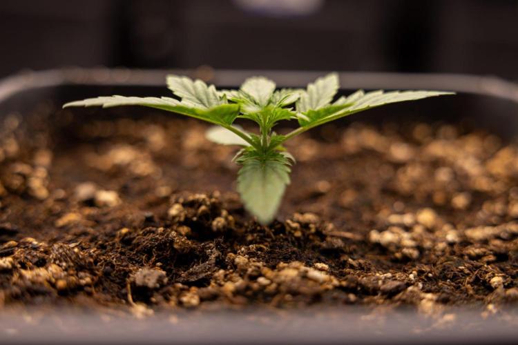 LSD 🌈⃤— F1 Auto - Zamnesia x B&B. Week 2 - LSD F1 Hybrid AUtomatic