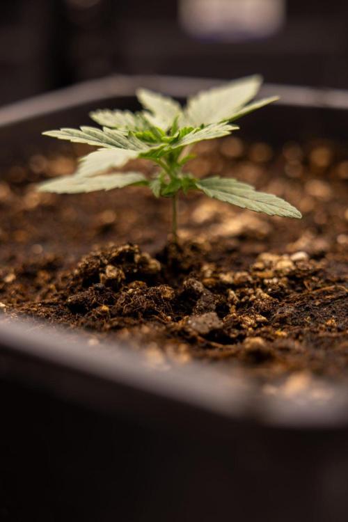 LSD 🌈⃤— F1 Auto - Zamnesia x B&B. Week 2 - LSD F1 Hybrid AUtomatic