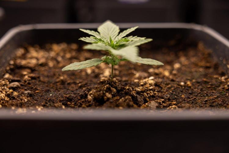 LSD 🌈⃤— F1 Auto - Zamnesia x B&B. Week 2 - LSD F1 Hybrid AUtomatic