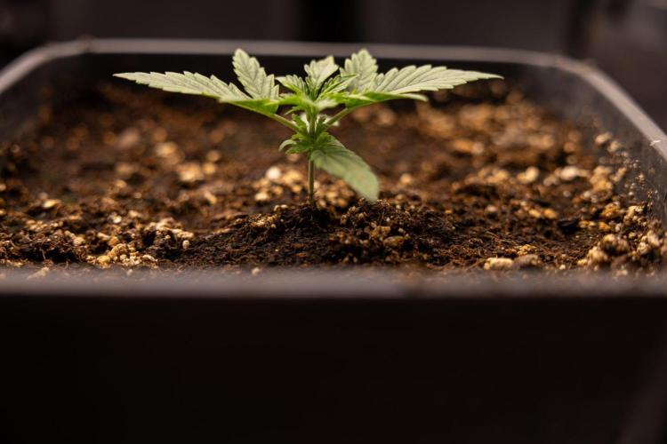 LSD 🌈⃤— F1 Auto - Zamnesia x B&B. Week 2 - LSD F1 Hybrid AUtomatic
