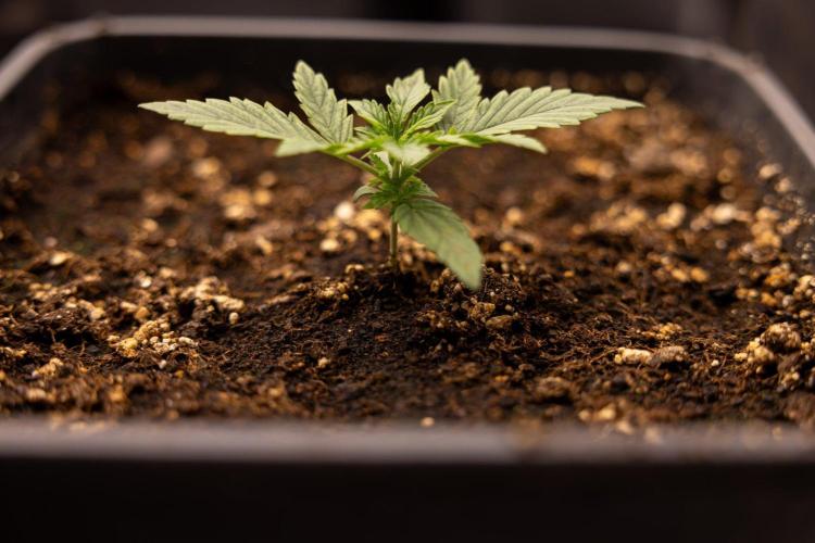 LSD 🌈⃤— F1 Auto - Zamnesia x B&B. Week 2 - LSD F1 Hybrid AUtomatic
