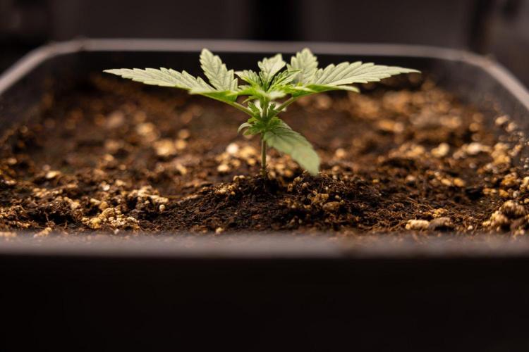 LSD 🌈⃤— F1 Auto - Zamnesia x B&B. Week 2 - LSD F1 Hybrid AUtomatic