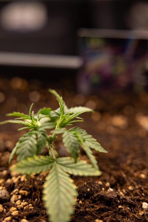 LSD 🌈⃤— F1 Auto - Zamnesia x B&B. Week 2 - LSD F1 Hybrid AUtomatic