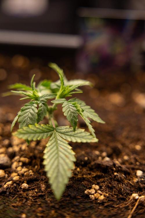 LSD 🌈⃤— F1 Auto - Zamnesia x B&B. Week 2 - LSD F1 Hybrid AUtomatic