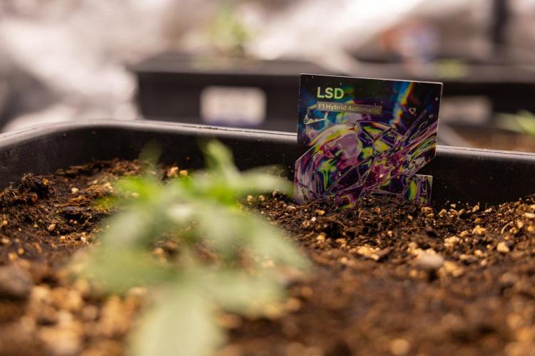 LSD 🌈⃤— F1 Auto - Zamnesia x B&B. Week 2 - LSD F1 Hybrid AUtomatic
