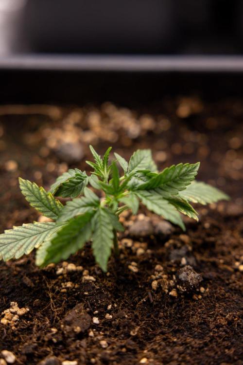 LSD 🌈⃤— F1 Auto - Zamnesia x B&B. Week 2 - LSD F1 Hybrid AUtomatic