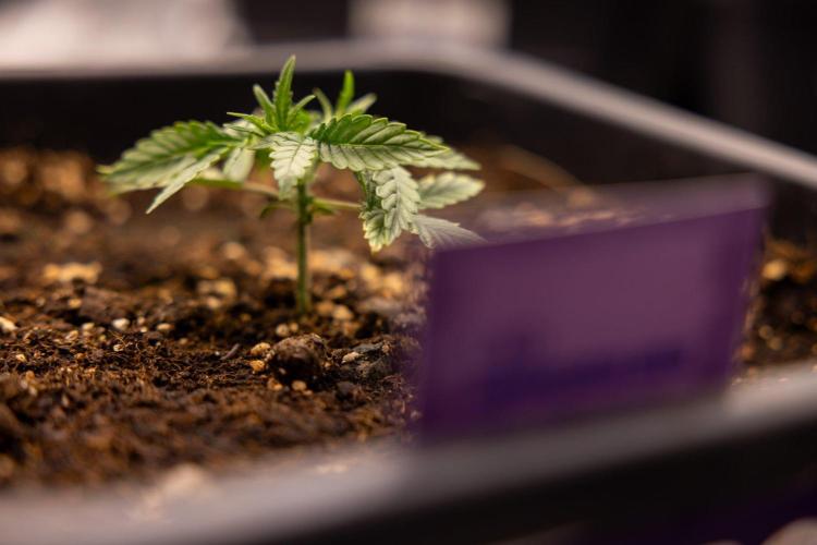 LSD 🌈⃤— F1 Auto - Zamnesia x B&B. Week 2 - LSD F1 Hybrid AUtomatic