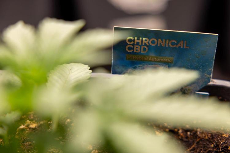 Chronical 1:1 ☤ - Zamnesia x B&B. Week 2 - CHRONICAL CBD 1:1 F1 HYBRID AUTOMATIC