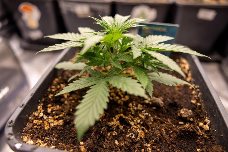 Chronical 1:1 ☤ - Zamnesia x B&B. Week 2 - CHRONICAL CBD 1:1 F1 HYBRID AUTOMATIC