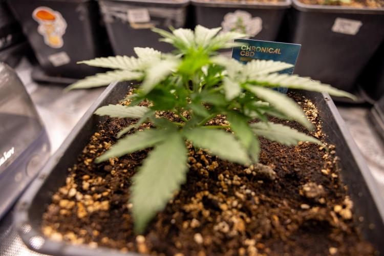 Chronical 1:1 ☤ - Zamnesia x B&B. Week 2 - CHRONICAL CBD 1:1 F1 HYBRID AUTOMATIC