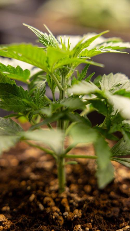 Chronical 1:1 ☤ - Zamnesia x B&B. Week 2 - CHRONICAL CBD 1:1 F1 HYBRID AUTOMATIC