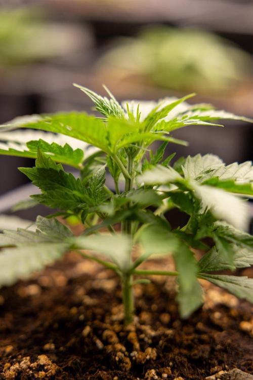 Chronical 1:1 ☤ - Zamnesia x B&B. Week 2 - CHRONICAL CBD 1:1 F1 HYBRID AUTOMATIC