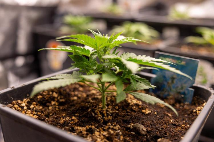 Chronical 1:1 ☤ - Zamnesia x B&B. Week 2 - CHRONICAL CBD 1:1 F1 HYBRID AUTOMATIC