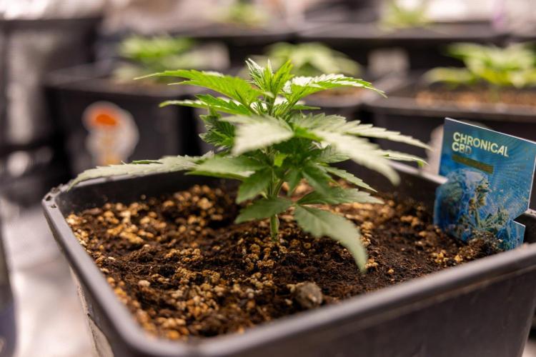 Chronical 1:1 ☤ - Zamnesia x B&B. Week 2 - CHRONICAL CBD 1:1 F1 HYBRID AUTOMATIC
