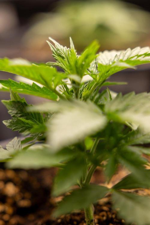 Chronical 1:1 ☤ - Zamnesia x B&B. Week 2 - CHRONICAL CBD 1:1 F1 HYBRID AUTOMATIC