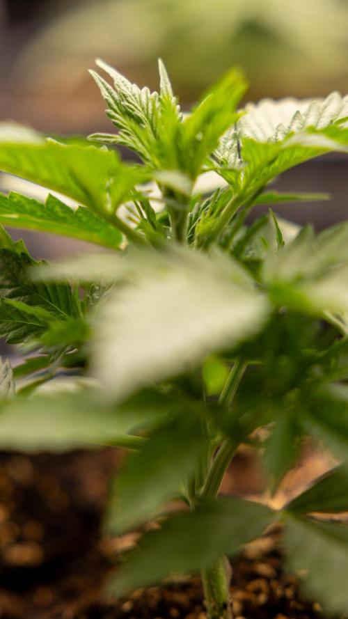 Chronical 1:1 ☤ - Zamnesia x B&B. Week 2 - CHRONICAL CBD 1:1 F1 HYBRID AUTOMATIC