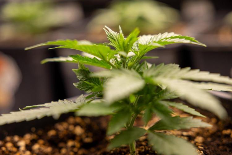 Chronical 1:1 ☤ - Zamnesia x B&B. Week 2 - CHRONICAL CBD 1:1 F1 HYBRID AUTOMATIC