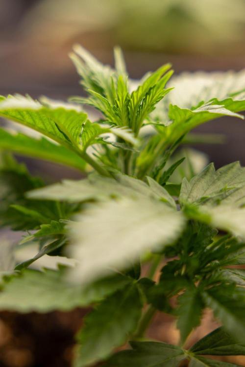 Chronical 1:1 ☤ - Zamnesia x B&B. Week 2 - CHRONICAL CBD 1:1 F1 HYBRID AUTOMATIC