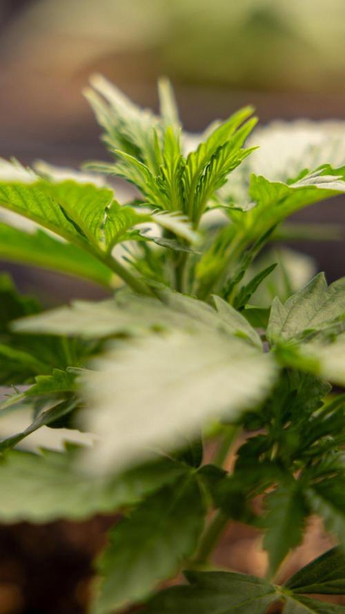 Chronical 1:1 ☤ - Zamnesia x B&B. Week 2 - CHRONICAL CBD 1:1 F1 HYBRID AUTOMATIC