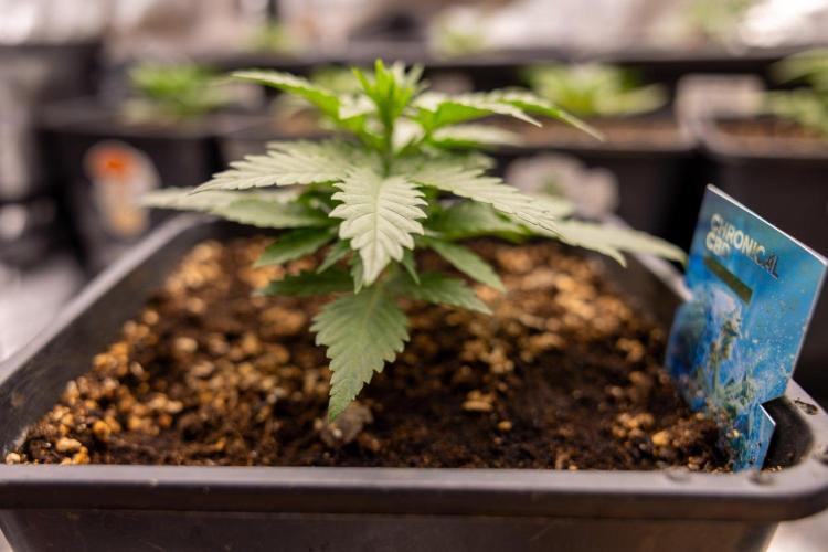 Chronical 1:1 ☤ - Zamnesia x B&B. Week 2 - CHRONICAL CBD 1:1 F1 HYBRID AUTOMATIC