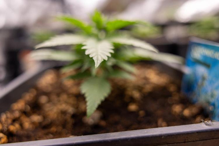 Chronical 1:1 ☤ - Zamnesia x B&B. Week 2 - CHRONICAL CBD 1:1 F1 HYBRID AUTOMATIC