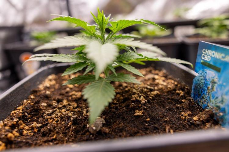 Chronical 1:1 ☤ - Zamnesia x B&B. Week 2 - CHRONICAL CBD 1:1 F1 HYBRID AUTOMATIC