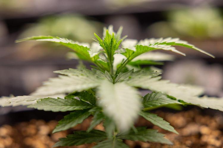 Chronical 1:1 ☤ - Zamnesia x B&B. Week 2 - CHRONICAL CBD 1:1 F1 HYBRID AUTOMATIC