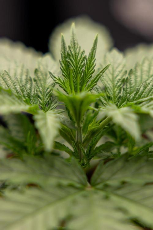 Chronical 1:1 ☤ - Zamnesia x B&B. Week 2 - CHRONICAL CBD 1:1 F1 HYBRID AUTOMATIC