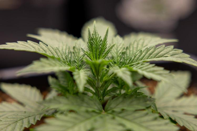 Chronical 1:1 ☤ - Zamnesia x B&B. Week 2 - CHRONICAL CBD 1:1 F1 HYBRID AUTOMATIC