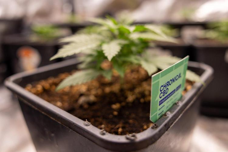 Chronical 1:1 ☤ - Zamnesia x B&B. Week 2 - CHRONICAL CBD 1:1 F1 HYBRID AUTOMATIC