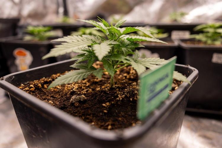 Chronical 1:1 ☤ - Zamnesia x B&B. Week 2 - CHRONICAL CBD 1:1 F1 HYBRID AUTOMATIC