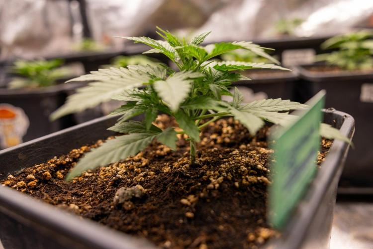 Chronical 1:1 ☤ - Zamnesia x B&B. Week 2 - CHRONICAL CBD 1:1 F1 HYBRID AUTOMATIC