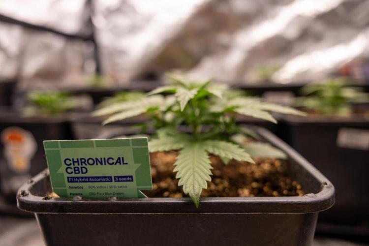 Chronical 1:1 ☤ - Zamnesia x B&B. Week 2 - CHRONICAL CBD 1:1 F1 HYBRID AUTOMATIC