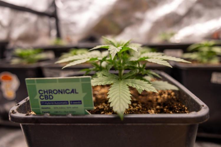 Chronical 1:1 ☤ - Zamnesia x B&B. Week 2 - CHRONICAL CBD 1:1 F1 HYBRID AUTOMATIC