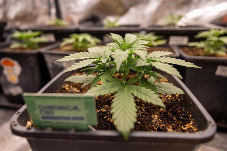 Chronical 1:1 ☤ - Zamnesia x B&B. Week 2 - CHRONICAL CBD 1:1 F1 HYBRID AUTOMATIC