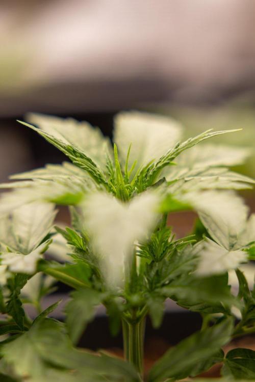 Chronical 1:1 ☤ - Zamnesia x B&B. Week 2 - CHRONICAL CBD 1:1 F1 HYBRID AUTOMATIC