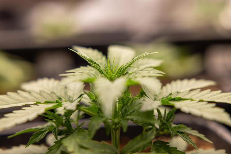 Chronical 1:1 ☤ - Zamnesia x B&B. Week 2 - CHRONICAL CBD 1:1 F1 HYBRID AUTOMATIC