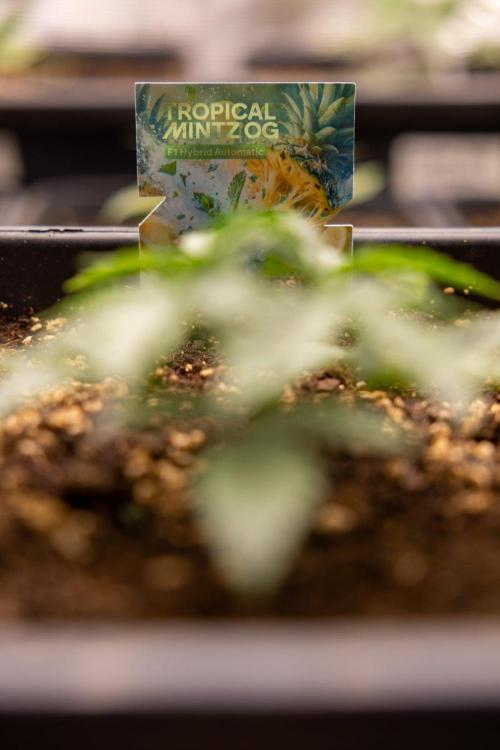 Tropical Mintz 🌴 OG F1 Auto - Zamnesia. Week 2 - Tropical Mintz OG F1 Hybrid Automatic