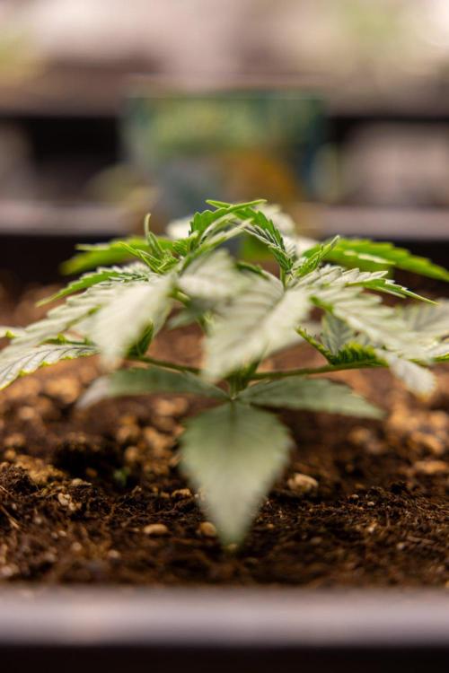 Tropical Mintz 🌴 OG F1 Auto - Zamnesia. Week 2 - Tropical Mintz OG F1 Hybrid Automatic