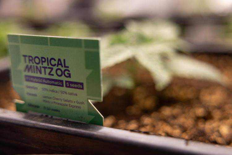 Tropical Mintz 🌴 OG F1 Auto - Zamnesia. Week 2 - Tropical Mintz OG F1 Hybrid Automatic